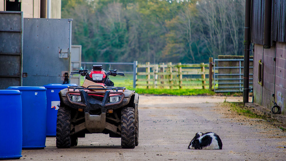 A sleeping work dog next to farm equipment on Cockle Park Farm. 